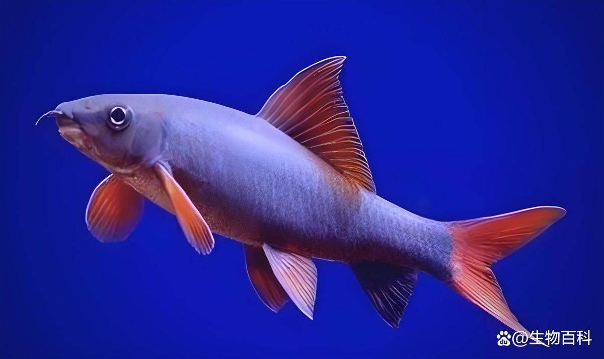 彩虹鯊和雷龍魚可以混養嗎