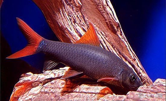彩虹鯊和雷龍魚可以混養嗎