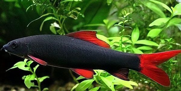 彩虹鯊和雷龍魚可以混養嗎