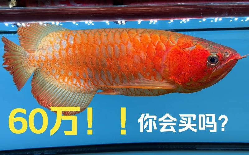 印尼小紅龍魚價格表大全圖片