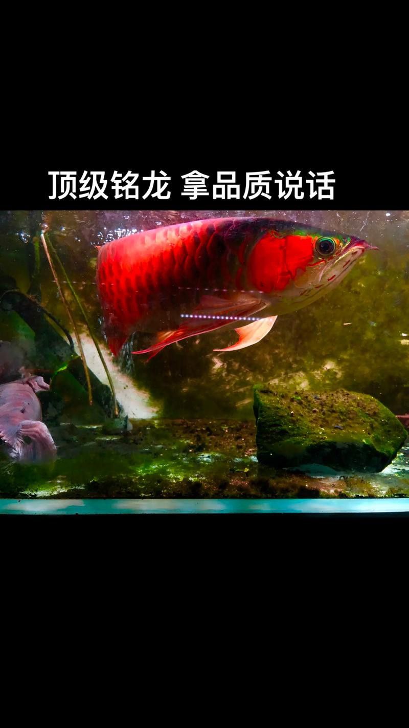 印尼小紅龍魚價格表大全圖片
