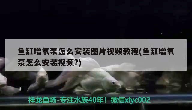魚缸增氧泵怎么安裝圖片視頻教程(魚缸增氧泵怎么安裝視頻?)