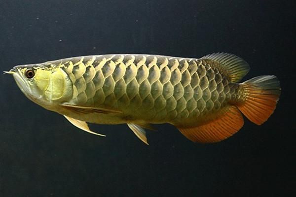 紅龍魚用什么燈養比較好【紅龍魚養殖燈的選擇】