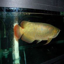 金龍魚臺灣的