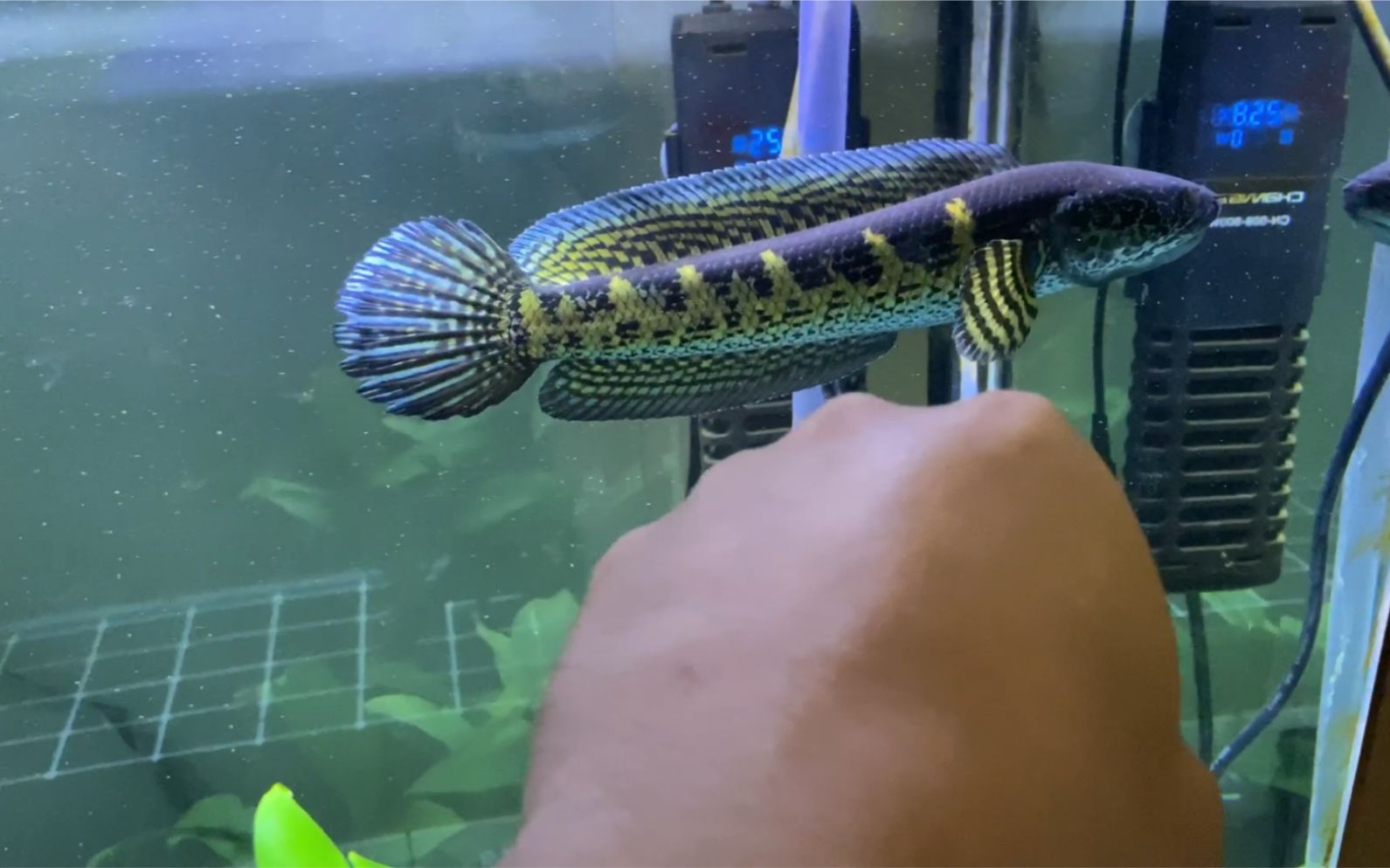 如何挑選黃金眼鏡蛇雷龍魚（黃金眼鏡蛇雷龍魚挑選指南）