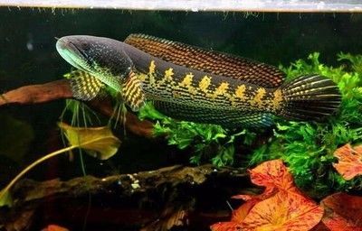 如何挑選黃金眼鏡蛇雷龍魚（黃金眼鏡蛇雷龍魚挑選指南）