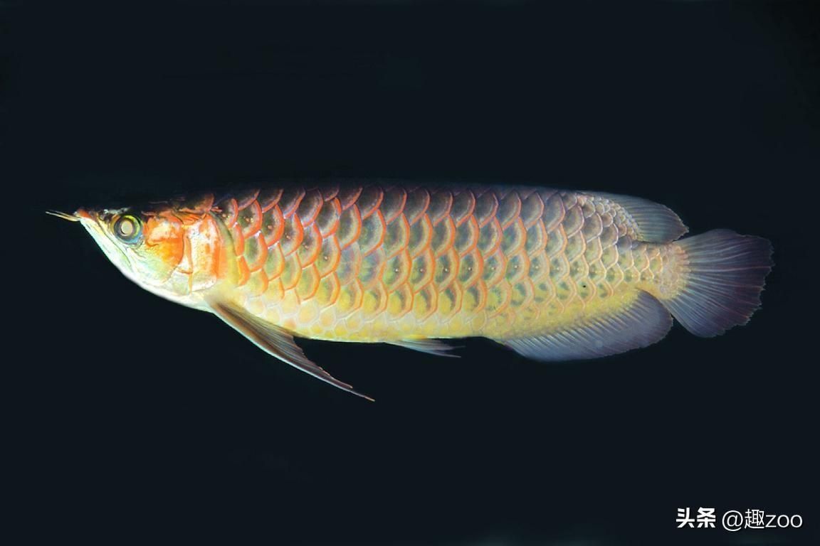 紅龍魚屬于什么魚類類型（紅龍魚品種概述知乎專欄：紅龍魚的分類及價格）