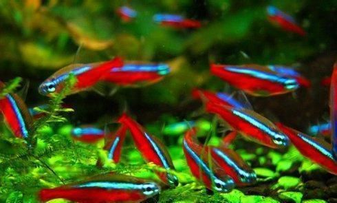 紅龍魚生長變化過程圖片大全（紅龍魚生長變化過程圖片大全視頻）
