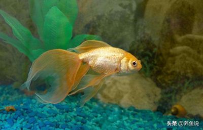 七彩神仙魚和銀龍魚能不能混養(yǎng)（七彩神仙魚和銀龍魚可以混養(yǎng)嗎？）