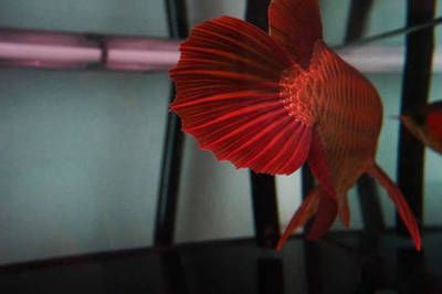 紅龍魚要吃什么魚餌好養（紅龍魚的飼養方法）