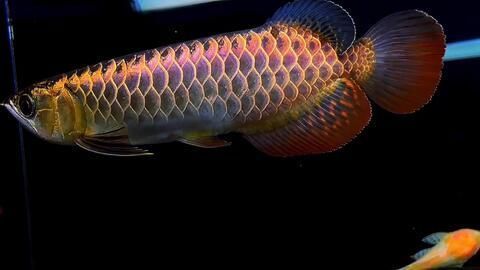 金龍魚要什么燈光才發(fā)色：金龍魚發(fā)色飼料選擇指南