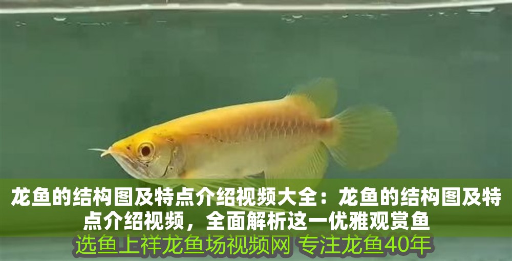 龍魚的結構圖及特點介紹視頻大全：龍魚的結構圖及特點介紹視頻，全面解析這一優雅觀賞魚