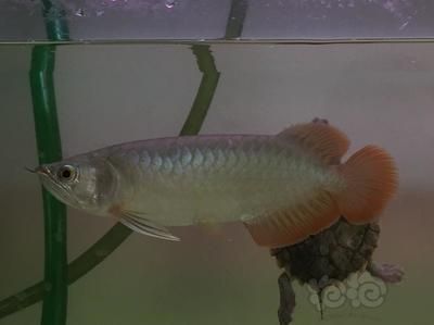 龍魚為什么發色最好養