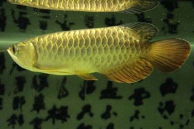 龍魚配虎魚好還是飛鳳魚好養：飛鳳魚與龍魚混養注意事項