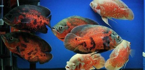 龍魚配虎魚好還是飛鳳魚好養：飛鳳魚與龍魚混養注意事項