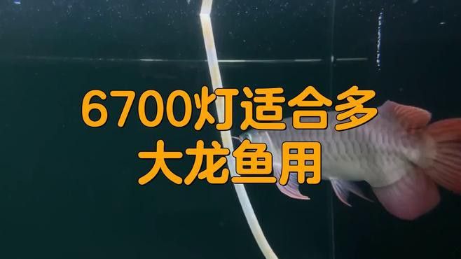推薦幾款適合過背金龍的燈具