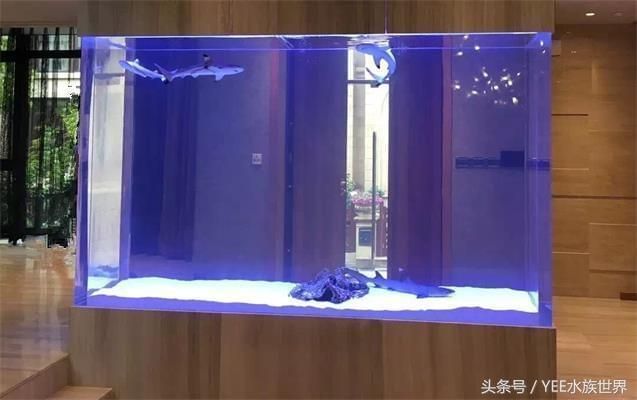 怎樣的魚缸不用換水呢（如何控制魚缸內生物數量生態魚缸過濾系統的選購）