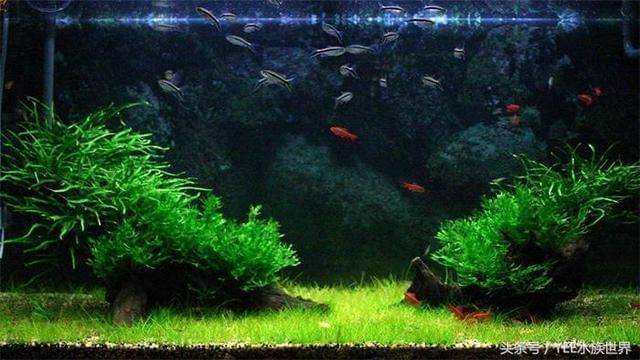 怎樣的魚缸不用換水呢（如何控制魚缸內生物數量生態魚缸過濾系統的選購）