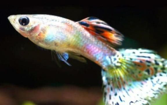金龍魚燒尾：金龍魚燒尾的原因