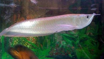 養(yǎng)一條銀龍魚(yú)代表什么意義和象征：養(yǎng)一條銀龍魚(yú)有什么寓意？