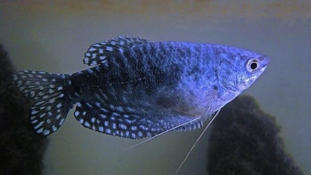 龍魚跳出來了一分鐘會(huì)不會(huì)死？（龍魚跳出來一分鐘會(huì)導(dǎo)致死亡嗎？）