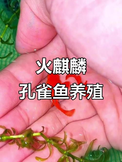 有哪些稀有品種的孔雀龍魚？