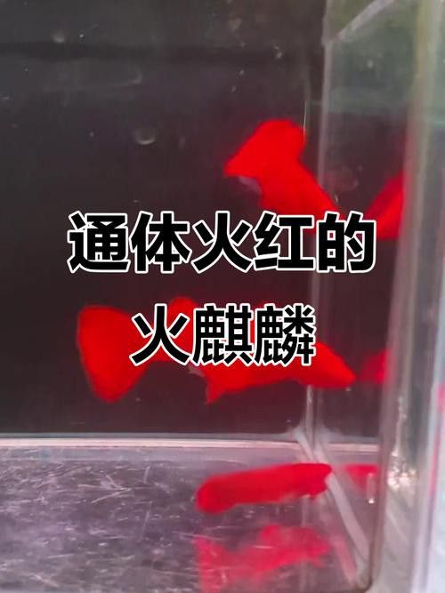 有哪些稀有品種的孔雀龍魚？