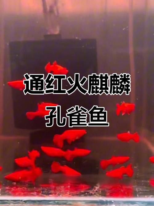 有哪些稀有品種的孔雀龍魚？