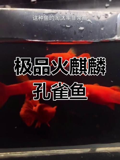 有哪些稀有品種的孔雀龍魚？