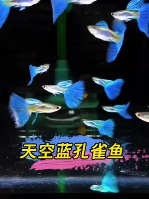 有哪些稀有品種的孔雀龍魚？