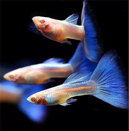 有哪些稀有品種的孔雀龍魚？