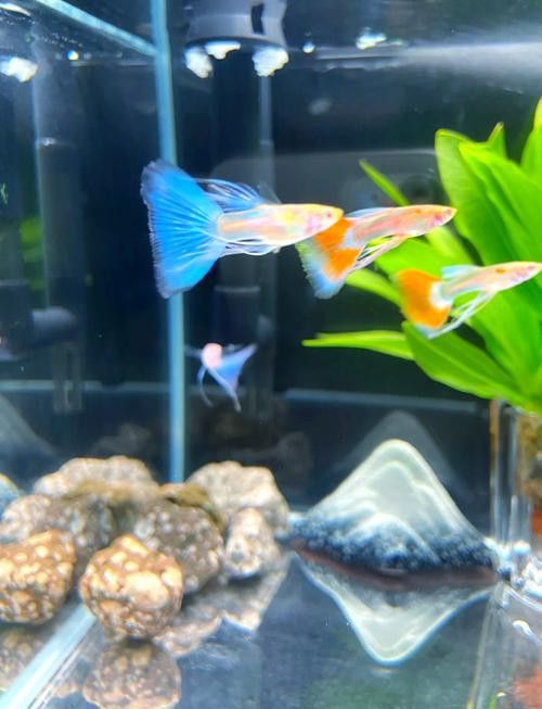 有哪些稀有品種的孔雀龍魚？