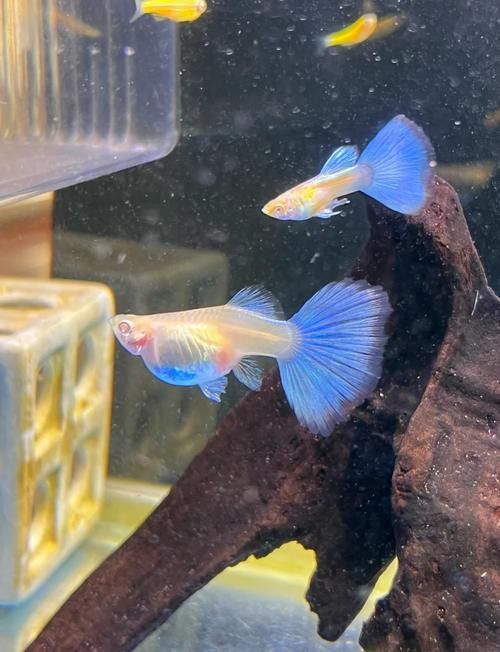 有哪些稀有品種的孔雀龍魚？