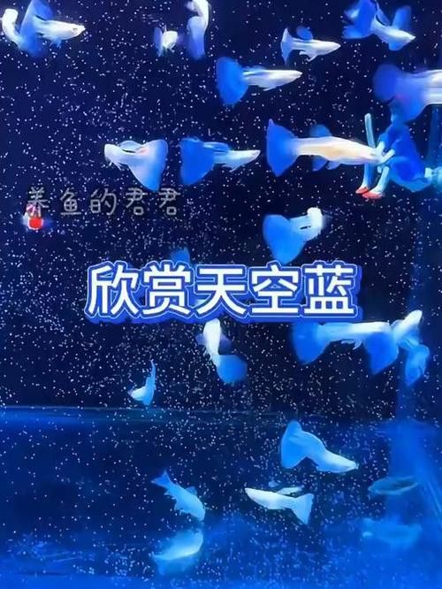 有哪些稀有品種的孔雀龍魚？