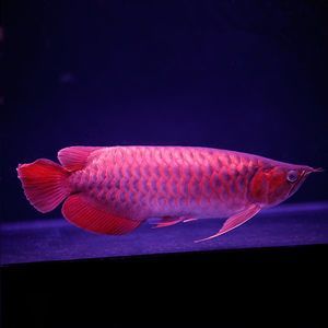 辣椒紅龍魚苗：辣椒紅龍魚苗價格并沒有直接提及，但這些信息并不準確