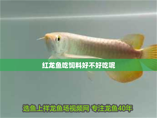 龍魚20厘米喂什么飼料：針對20厘米左右的龍魚推薦的飼料：20厘米左右的龍魚