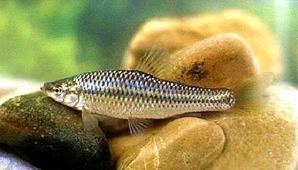 龍魚20厘米喂什么飼料：針對20厘米左右的龍魚推薦的飼料：20厘米左右的龍魚