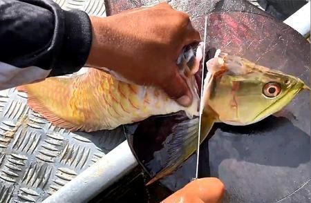 龍魚可食用嗎（觀賞龍魚與食用龍魚的區(qū)別）