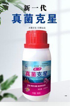 賽級古典龍魚最忌三種食物