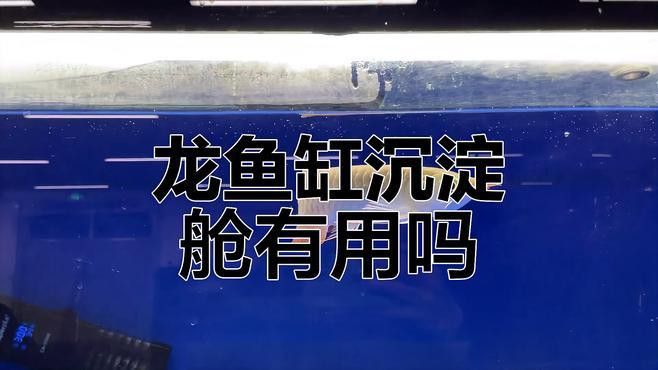 吉羅缸和龍魚缸哪個更費錢？