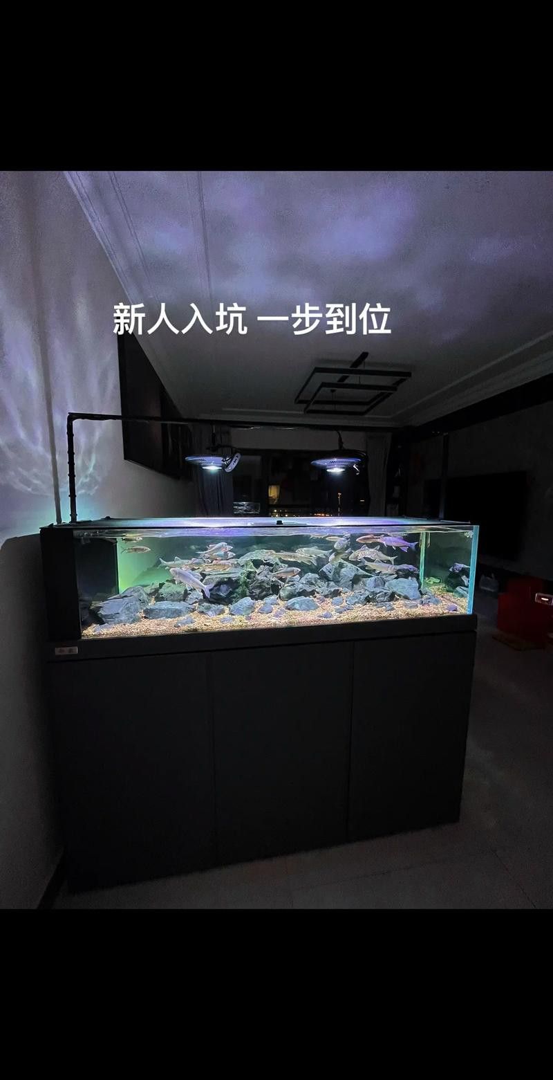 吉羅缸和龍魚缸哪個更費錢？