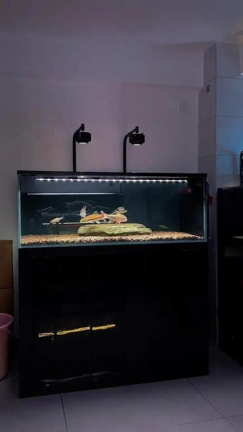 吉羅缸和龍魚缸哪個更費錢？