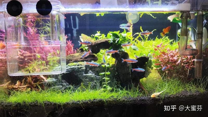 吉羅缸和龍魚缸哪個更費錢？