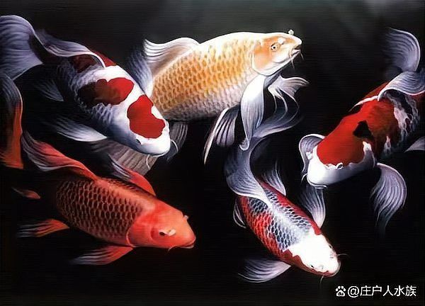 吉羅缸和龍魚缸哪個更費錢？