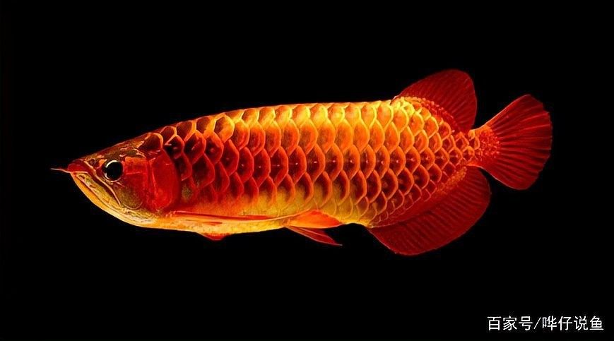 龍魚和招財魚混養需要注意哪些事項？