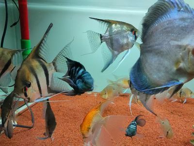 龍魚和鸚鵡混養溫度：銀龍魚和鸚鵡魚混養的適宜溫度