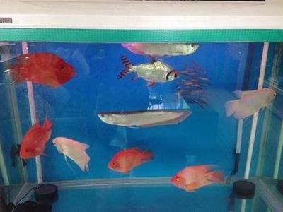 龍魚和鸚鵡混養溫度：銀龍魚和鸚鵡魚混養的適宜溫度
