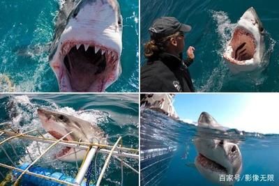 金龍魚和金槍魚誰的牙齒更堅：在探討金龍魚和金槍魚的牙齒哪個更堅硬之前需要了解