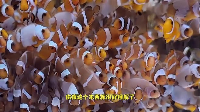 如何判斷紅龍海水魚是否健康？
