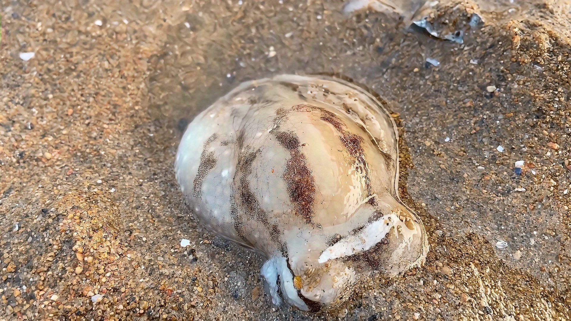 如何判斷紅龍海水魚是否健康？